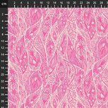 Anna Maria Shooting star 